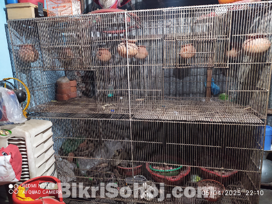 পাখির খাঁচা
